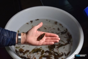 &laquo;Морские огороды&raquo; Приморья заселили ценными беспозвоночными