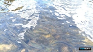 В Приморье &laquo;прокачают&raquo; кетовый ЛРЗ