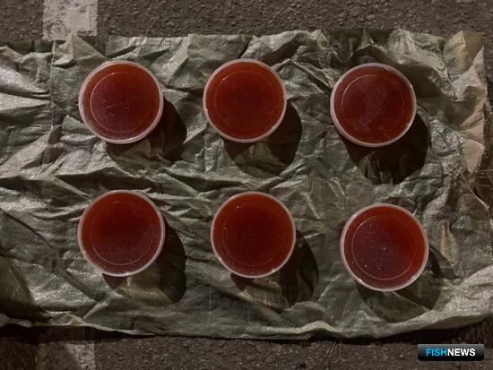 «Рыбные» мошенники Приамурья переходят на передовые технологии «Рыбные» мошенники Приамурья переходят на передовые технологии