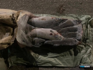 &laquo;Рыбные&raquo; мошенники Приамурья переходят на передовые технологии