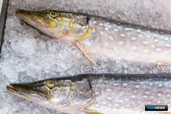 Рыбалке на Каспии определили объемы