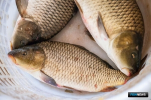 Донских рыбоводов готовы простимулировать рублем