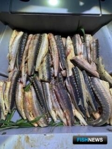 Разделка осетровых довела до колонии-поселения