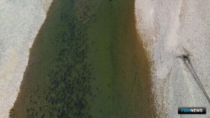 Магаданские ученые завершили исследования &laquo;в полях&raquo; по лососям