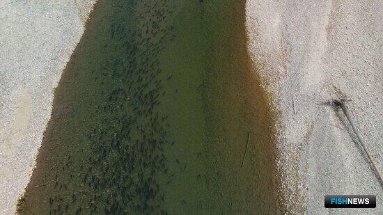 Магаданские ученые завершили исследования &laquo;в полях&raquo; по лососям