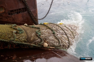 СРНК сократила квоты по треске и пикше на 2024 год