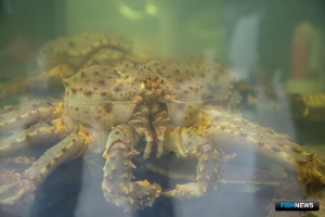 Крабовый бизнес принял серьезные обязательства