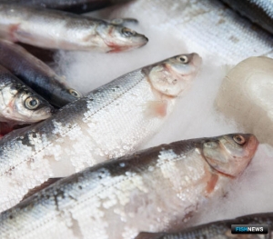 Рыбакам Ямала предлагают приобрести права на промысел ценных объектов