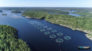 Карелия наращивает объемы производства в аквакультуре