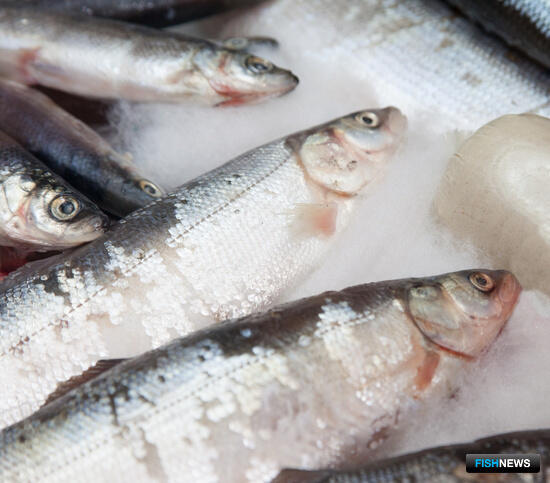 Рыбакам Ямала предлагают приобрести права на промысел ценных объектов