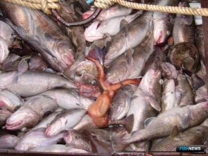 &laquo;Тресковый вопрос&raquo; просят вынести на ДВНПС