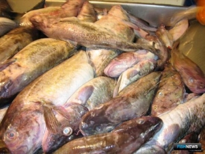 Обратиться к вопросам промысла трески считают важным на Сахалине