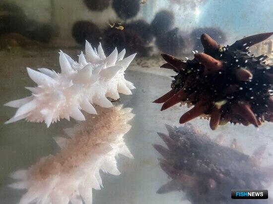 Во Владивостоке попытаются получить потомство от трепангов-альбиносов