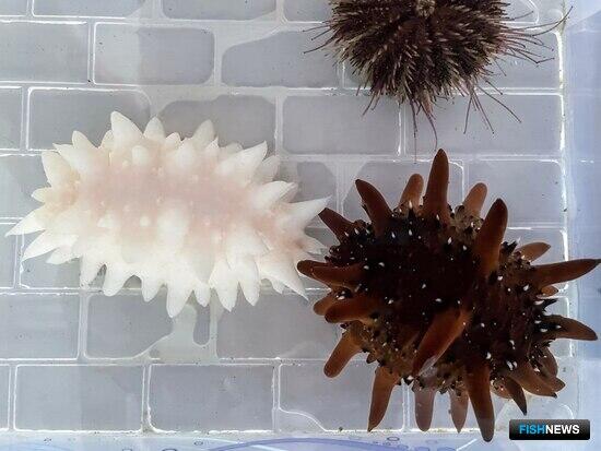 Во Владивостоке попытаются получить потомство от трепангов-альбиносов