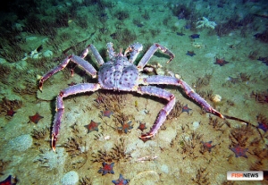 Ученые собрали данные по крабам Западной Камчатки