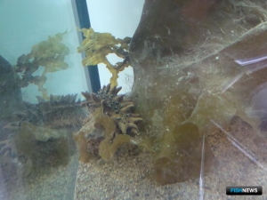 Для марикультуры на ООПТ изменили показатели