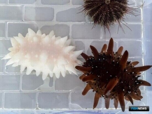 Во Владивостоке попытаются получить потомство от трепангов-альбиносов