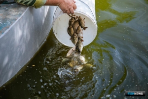Рыбоводы готовятся к зимовке