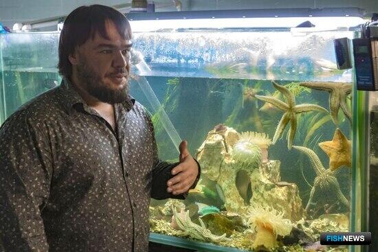 Во Владивостоке попытаются получить потомство от трепангов-альбиносов