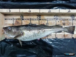 Арбитражи сформировали практику дел по балтийской треске