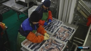 &laquo;Камчаттралфот&raquo; планирует построить еще один завод под квоты