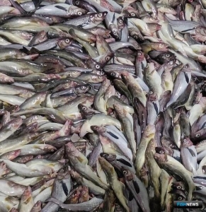 Приморье увеличило вылов минтая