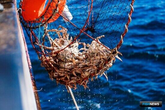&laquo;Антей&raquo; подвел итоги крабового аукциона