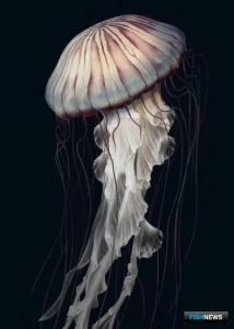 Биологи продвинулись в изучении медуз Южной Африки