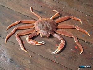 На очередной крабовый аукцион завершился прием заявок