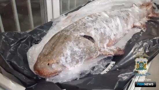 Продавщице в ХМАО не удалось заработать на большом осетре