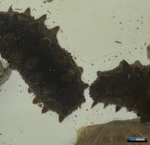 Трепанговый браконьер получил условный срок