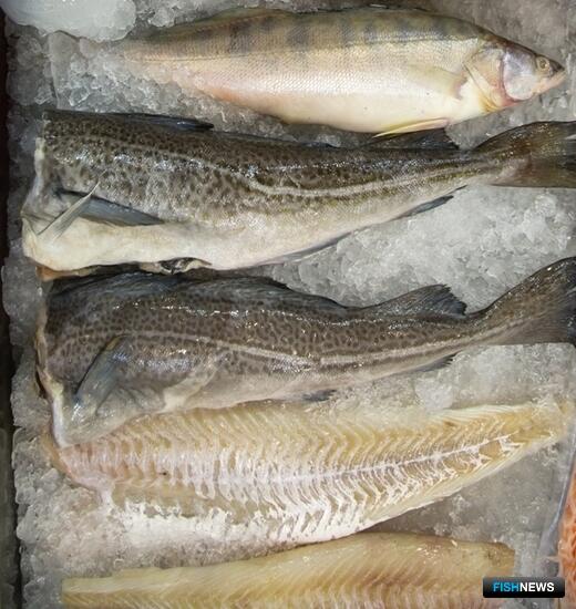 Китай расширил доступ для российской рыбы и морепродуктов Китай расширил доступ для российской рыбы и морепродуктов