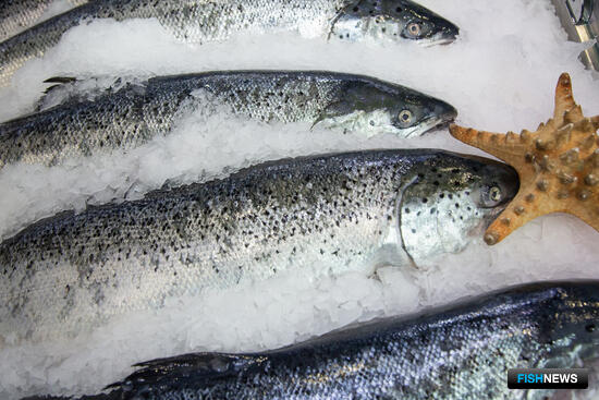 Аквафермеры Ленобласти увеличили &laquo;урожаи&raquo; форели