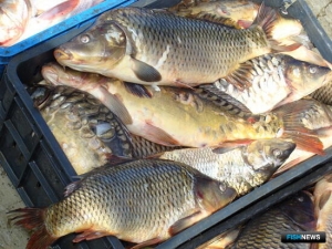 Права на вылов волжской рыбы разыграют в Астрахани