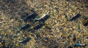 На &laquo;Земле леопарда&raquo; лосось отнерестился под усиленной охраной