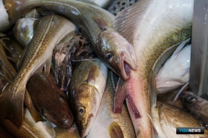 Уловы Карелии перевалили за 100 тыс. тонн