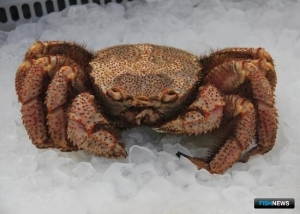 Росрыболовство продало еще один крабовый лот