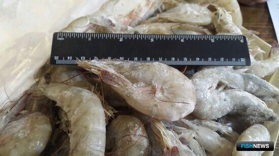 Иран улучшил показатели по экспорту креветки