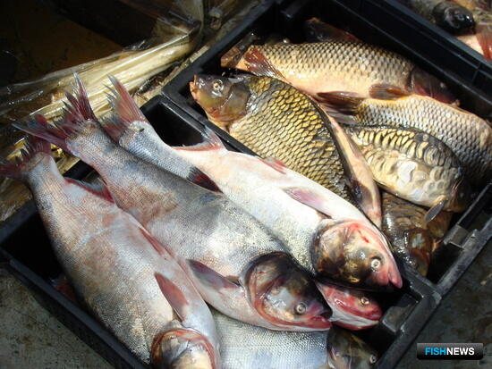 Аквакультура остается в зоне роста