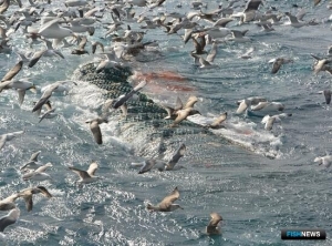 В правила выдачи разрешений на вылов подготовили поправки В правила выдачи разрешений на вылов подготовили поправки