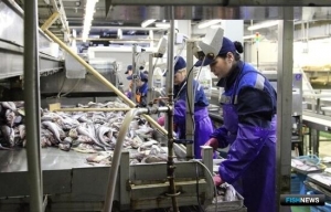 Экосборы грозят придавить рыбопереработку Экосборы грозят придавить рыбопереработку