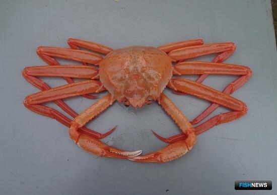 Аукцион по глубоководным крабам не состоялся
