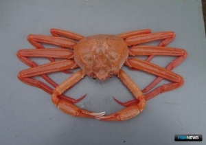 Аукцион по глубоководным крабам не состоялся