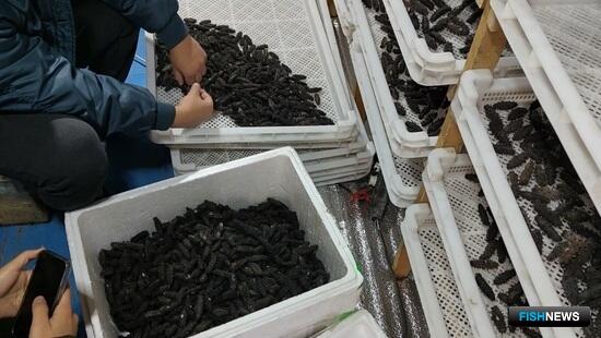 Пограничники Сахалина накрыли трепанговый цех