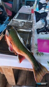 Работы ученых на Камчатке помогают узнать эволюционный путь гольца