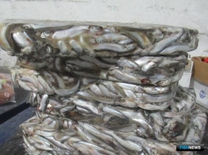 Нелегальный груз мойвы перехватили на Брянщине