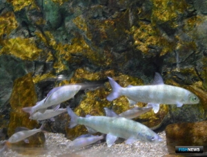 Промысел байкальского омуля планируют поэтапно возобновлять