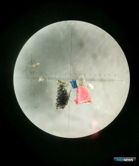 Корабельная краска может угрожать морской экологии