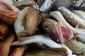 Росрыболовство распределило по направлениям ОДУ в Западном бассейне