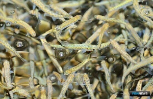 ЛРЗ досрочно закрыли годовые планы